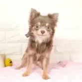 チワワ(ロング)