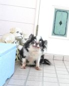 チワワ(ロング)【・男の子・2014年10月25日・トライ】