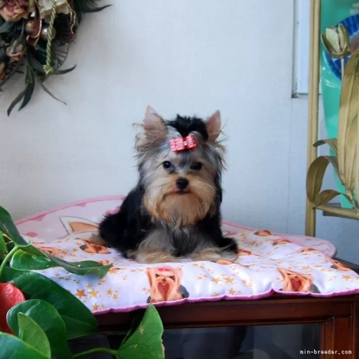 M.M 様のお迎えした子犬