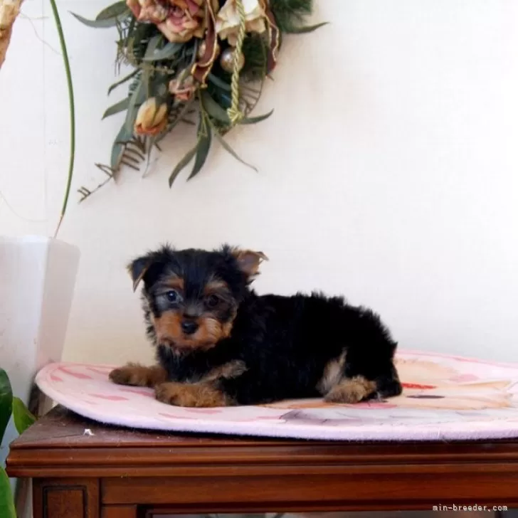 ヨークシャーテリア【兵庫県・男の子・2025年5月1日・ダークスチールブルー&amp;タン】の写真1