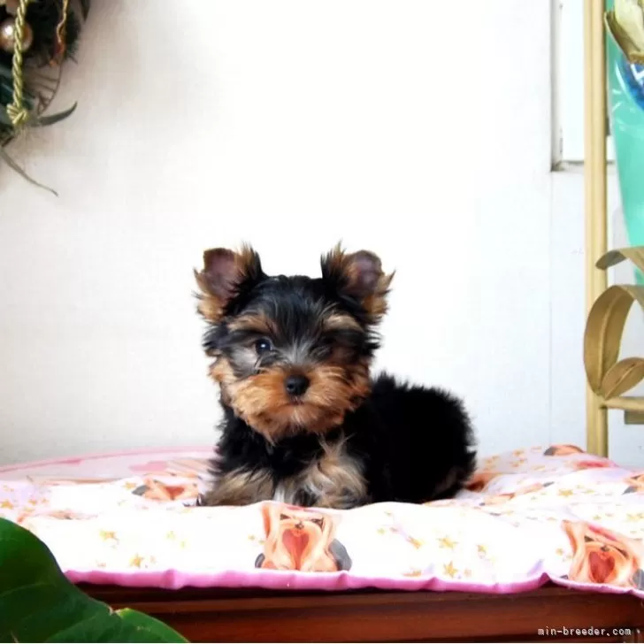 ヨークシャーテリア【兵庫県・男の子・2025年8月19日・ダークスチールブルー&amp;タン】の写真1