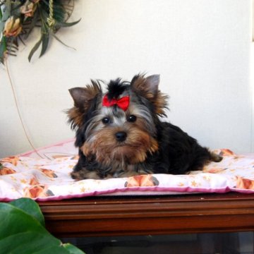 ヨークシャーテリア【兵庫県・女の子・2025年8月18日・ダークスチールブルー&タン】の写真「骨太でぬいぐるみのような女の子です」