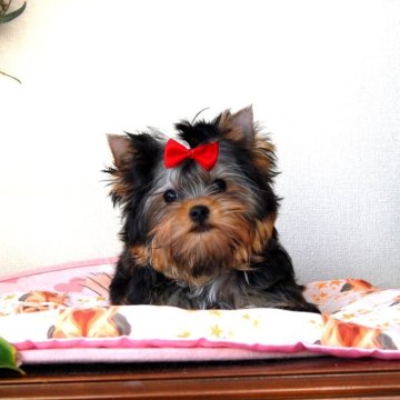 ヨークシャーテリア【兵庫県・女の子・2025年8月18日・ダークスチールブルー&タン】の写真「小さな可愛い女の子」