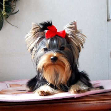 ヨークシャーテリア【兵庫県・男の子・2024年8月1日・ダークスチールブルー&タン】の写真「成犬時に、かなり目立つヨーキになると思います」