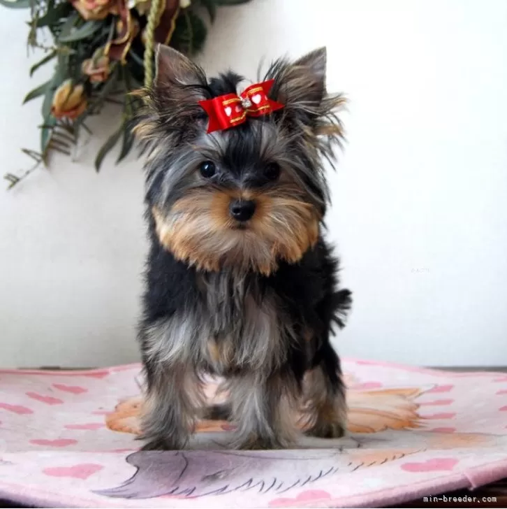 アキ 様のお迎えした子犬