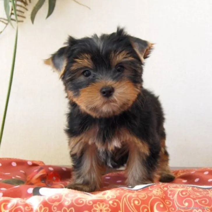 ID:2304-04771の子犬