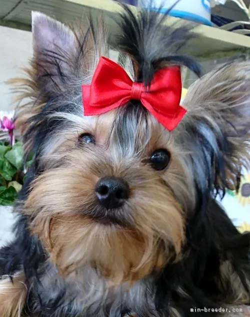 ID：1805-00360の子犬