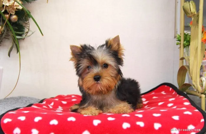 K.S 様のお迎えした子犬