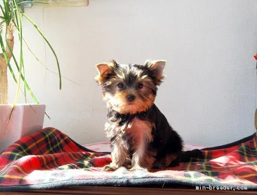 ID：2102-00338の子犬