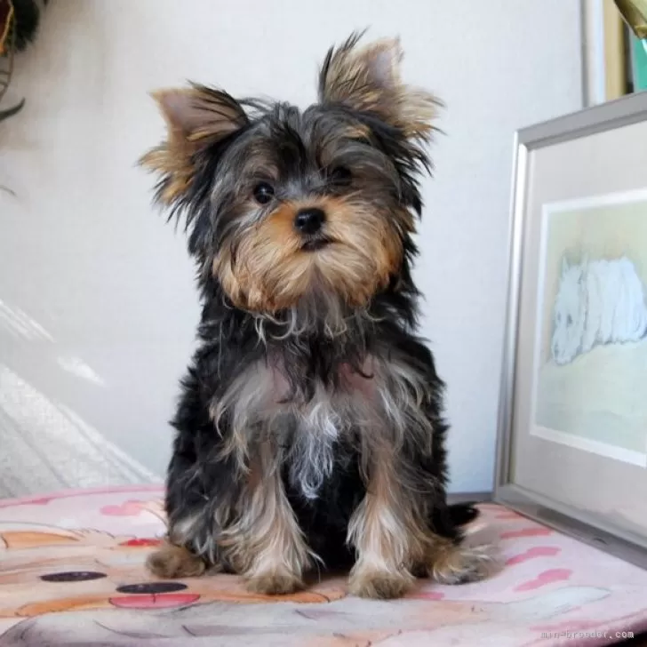 ID:2410-02189の子犬