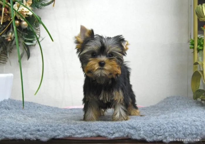 ID:2002-00066の子犬