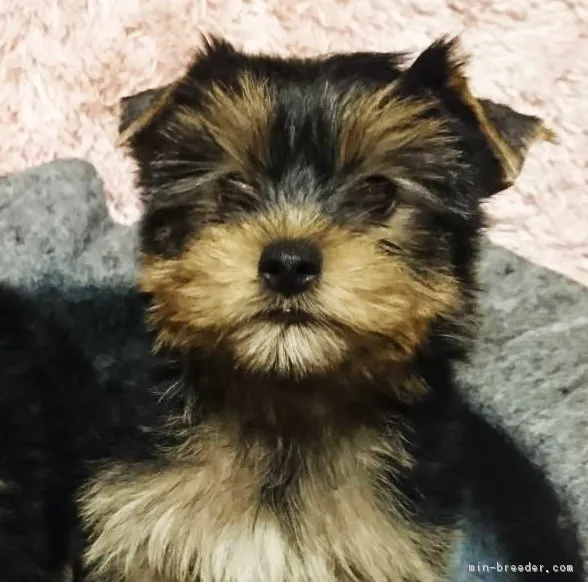 ID：1802-00446の子犬