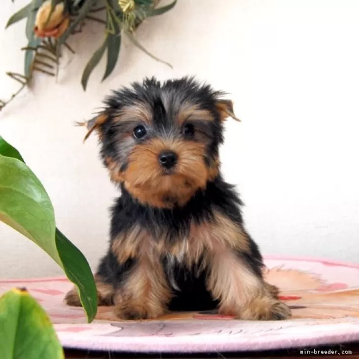 ID：2408-04191の子犬