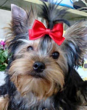 ヨークシャーテリア【兵庫県・女の子・2018年2月16日・スチールブルー&タン】の写真「小顔で、短胴なオシャレなタイプです」