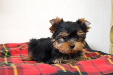 ヨークシャーテリア【兵庫県・女の子・2019年7月13日・スチールブルー&タン】の写真「スタイル抜群のモデルタイプです」