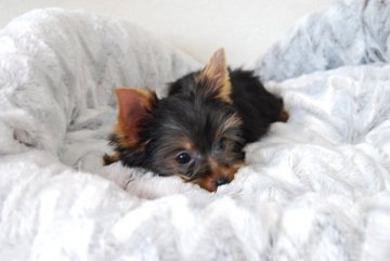 ヨークシャーテリア【兵庫県・女の子・2019年3月20日・スチールブルー&タン】の写真「綺麗な成犬になるのが楽しみな女の子」