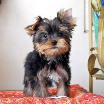 ヨークシャーテリア【兵庫県・男の子・2024年6月18日・ダークスチールブルー&タン】の写真「いつまでも子犬のようで可愛いタイプ」