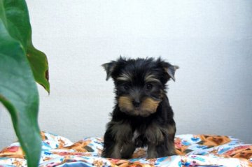 ヨークシャーテリア【兵庫県・男の子・2021年8月6日・スチールブルー&タン】の写真「ひかえめな性格の男の子」