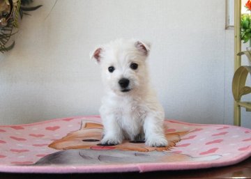ウエストハイランドホワイトテリア【兵庫県・女の子・2019年6月18日・ホワイト】の写真「天真爛漫なキャラ」