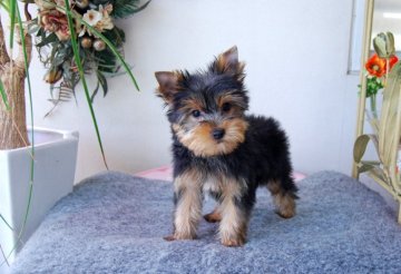 ヨークシャーテリア【兵庫県・男の子・2020年2月3日・スチールブルー&タン】の写真「性格と頭脳が抜群に良い男の子です」