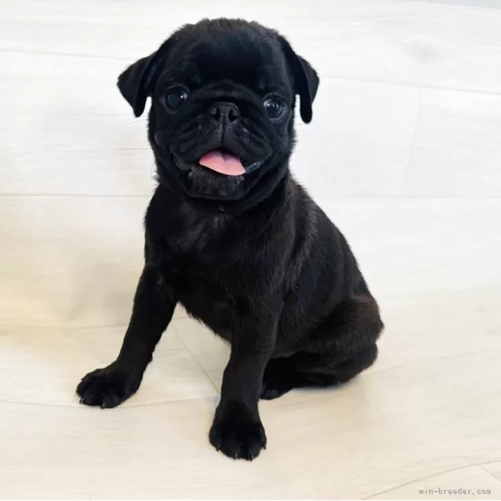 パグ【栃木県・男の子・2025年7月5日・ブラック】の写真1