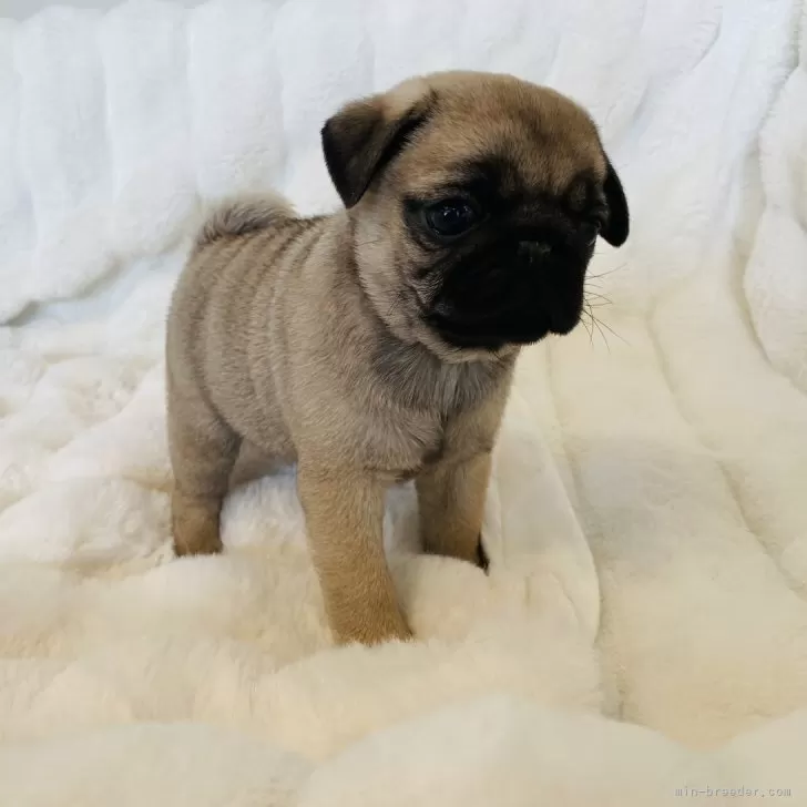 のんちゃん 様のお迎えした子犬