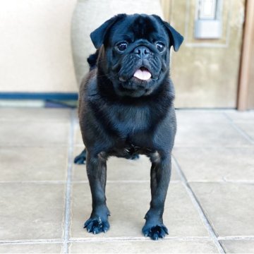 パグ【栃木県・男の子・2025年2月28日・ブラック】の写真「お外大好きな男の子。」