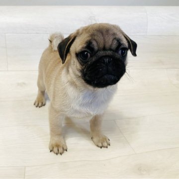 パグ【栃木県・女の子・2025年8月18日・フォーン】の写真「小ぶりで活発な女の子。」