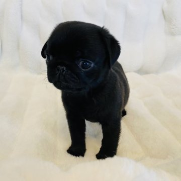 パグ【栃木県・男の子・2025年1月18日・ブラック】の写真「小さめサイズの男の子。」