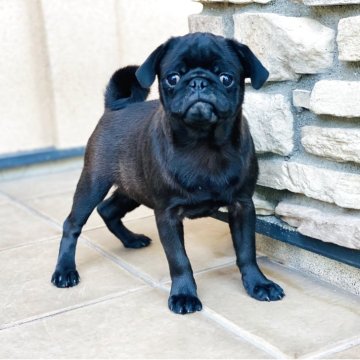 パグ【栃木県・男の子・2025年7月5日・ブラック】の写真「好奇心旺盛な男の子。」