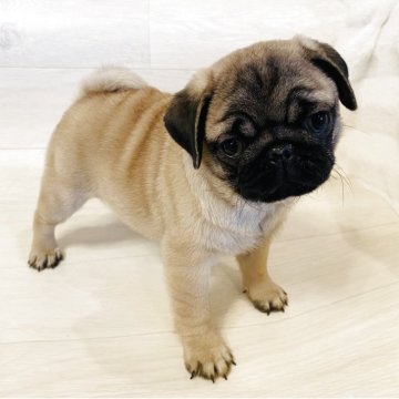 パグ【栃木県・男の子・2025年8月18日・フォーン】の写真「賢く優しい男の子。」