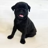 パグ