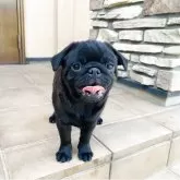 パグ