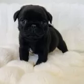 パグ