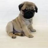 パグ