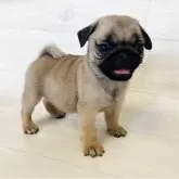パグ