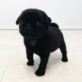 パグ