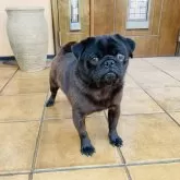 パグ