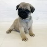 パグ
