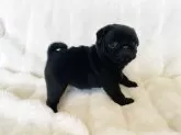 パグ【栃木県・女の子・2025年12月11日・ブラック】の写真2