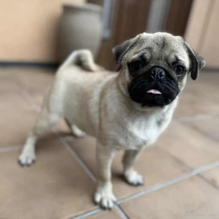 ID:2308-06498の子犬