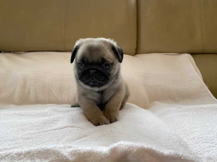 ID：2002-00598の子犬