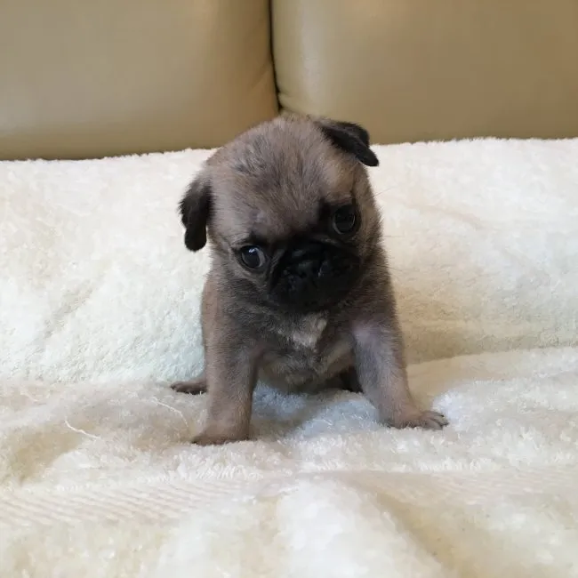 ID:1609-00442の子犬