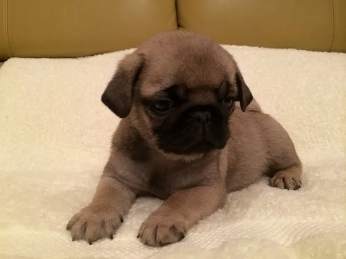 miya 様のお迎えした子犬
