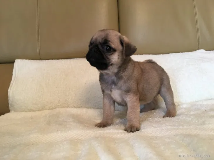 ID:1706-01040の子犬