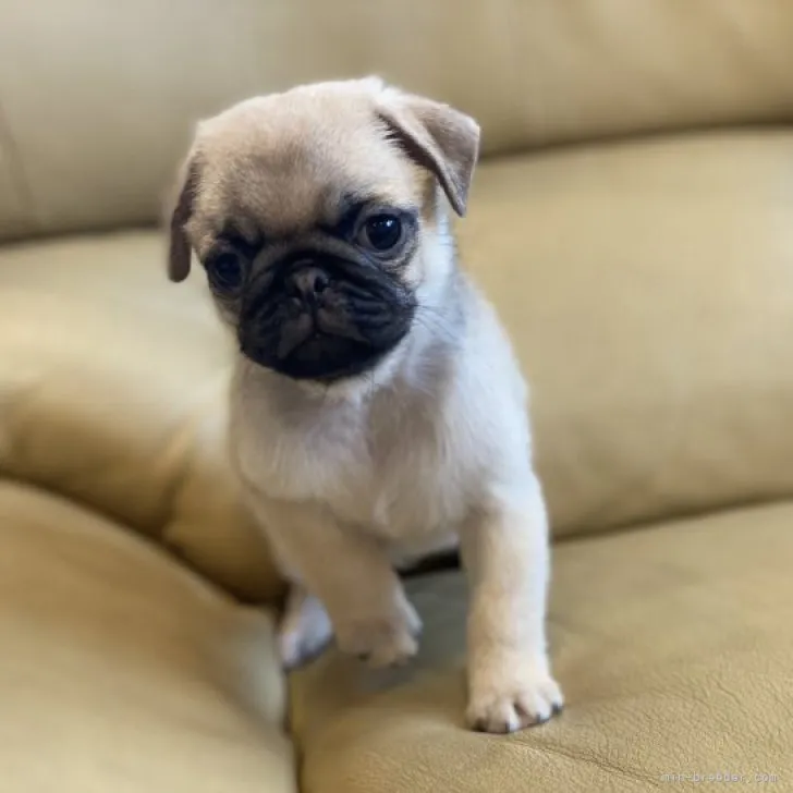 ID:2308-06516の子犬