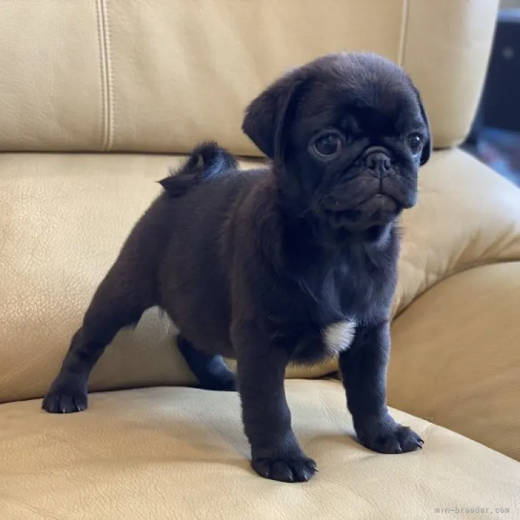 ID:2310-05829の子犬
