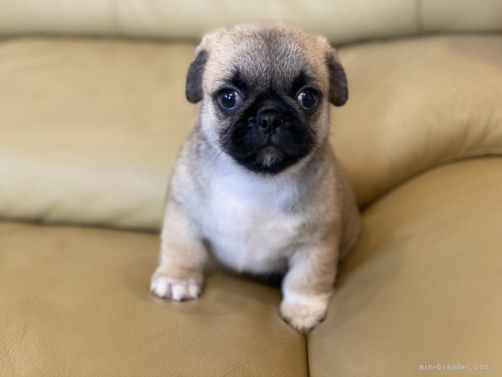 パグとペキニーズのミックス犬 栃木県 男の子 年7月3日 フォーン ホワイト パグとペキニーズのミックス犬 です みんなのブリーダー 子犬id 08 036