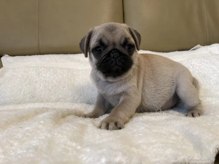 ID：1910-02133の子犬