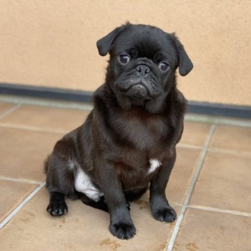 パグ【栃木県・男の子・2023年8月11日・ブラック】の写真「可愛いお顔の男の子。」